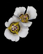 049Calochortus 19-5610